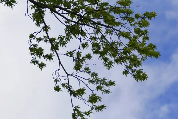 Ramos Árvore Com Folhas Verdes Contra Céu Nublado — Fotografia de Stock