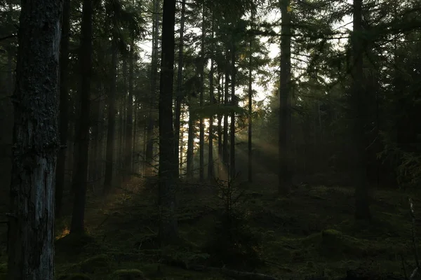 Zonnestralen Gezien Door Stammen Van Bomen Een Donker Bos — Stockfoto