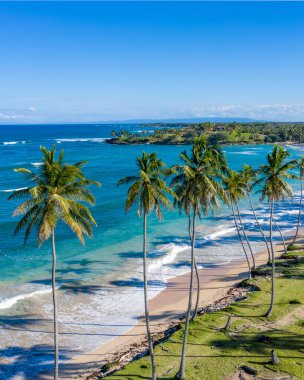 Yüksek palmiye ağaçlarıyla kaplı kıyı şeridinin havadan görünüşü