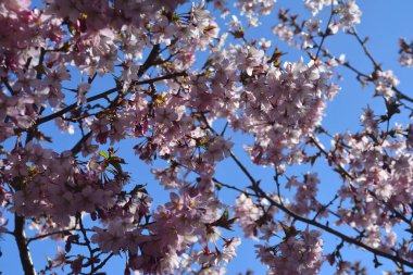 Parlak güneş ışığının altında açan kiraz ağacının yakın plan çekimi.