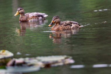 Gölde yüzen sevimli ördeklerin yakın çekimi.