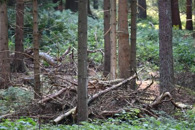 Ormanda bir sürü uzun, kuru, yeşil çalılı ağaçlar var.