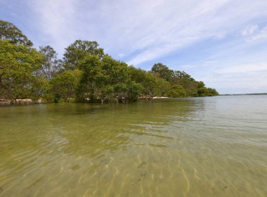 Deniz kıyısındaki yaprak döken ağaçların manzarası, Bribie Adası, Queensland, Avustralya etrafında kano.
