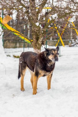 Oyun parkının arka planında kar üzerinde duran bir Alman çoban köpeğinin dikey görüntüsü..