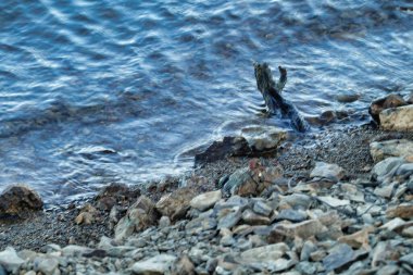 Gün ışığında kayalık bir plajın yakın çekimi.