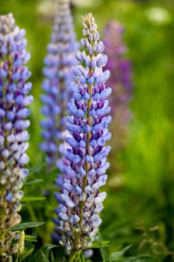 Bulanık arkaplanlı, çiçek açan mor lupin tomurcuğunun dikey çekimi
