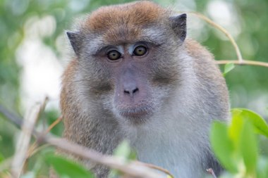 Bir mangrov ağacında uzun kuyruklu bir maymun yakın plan fotoğrafı.