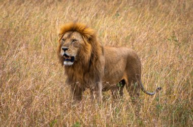 Serengeti Ulusal Parkı, Tanzanya 'da bir panthera leo melanochaita.