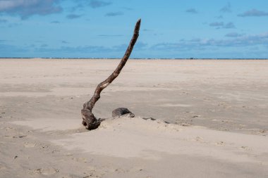 Sahilde yapayalnız bir tahta parçası.