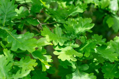Yeşil meşe yapraklarının güneş ışığıyla seçici odak noktası.