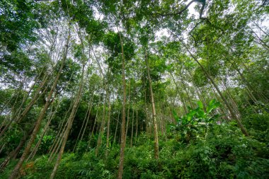 Plastik ağaç plantasyonunun alçak açılı görüntüsü..