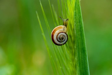 Kahverengi kabuklu küçük salyangoz çimlere tırmanıyor.