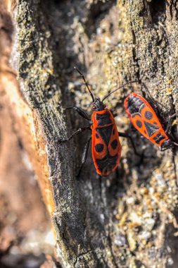 Güneşli bir günde bir ağacın gövdesinde yürüyen iki Pyrrhocoris apterus 'un makro görüntüsü.