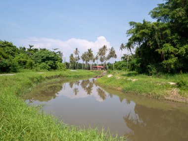 Parlak güneş ışığı altında kırsal bir alanda küçük bir nehir ve hindistan cevizi palmiyeleri.