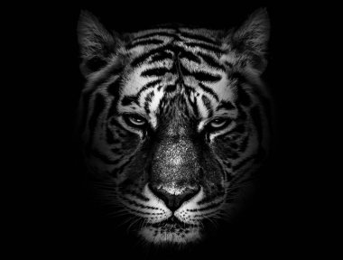 Siyah arka planda heybetli bir kaplanın gri tonlu portresi.