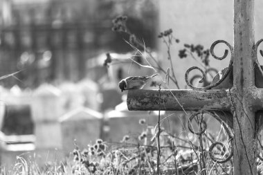 Timsahların üzerine tünemiş bir serçenin seçici odak noktası.