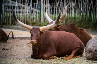 Çiftlikteki kahverengi sığırların seçici odak noktası.