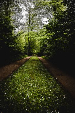 Yeşil bitkiler ve çitlerle kaplı parkta dar bir patika.