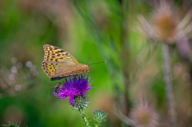 Koyu yeşil bir saç örgüsü ve devedikeni üzerindeki bir arı için seçici bir odak noktası.