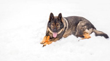 Karda yatan ve oyuncakla oynayan bir Alman çoban köpeği..