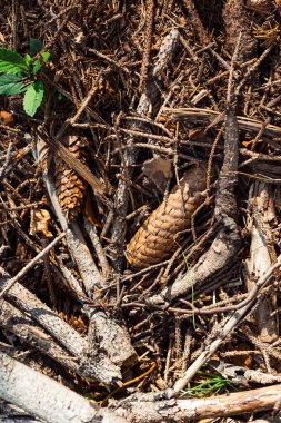 Ormanda yerde bir dal yığını.