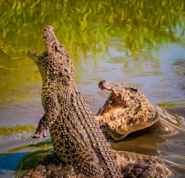 Gölden çıkan büyük vahşi timsahların güzel bir görüntüsü güçlerini gösteriyor.