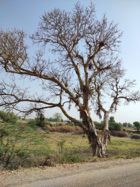 Tarlada yetişen çıplak bir ağaç.