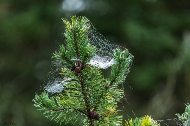 Örümcekağıyla kaplı çam kozalakları olan yeşil bir köknar ağacının yakın çekimi.