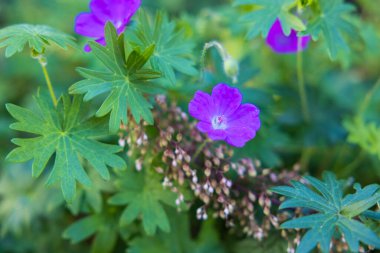 Kanlı turna gagalı çiçeklerin yakın plan çekimi.