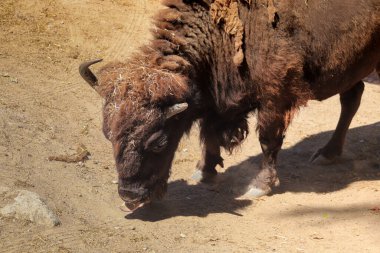 Avrupalı bir bizonun yakın çekimi