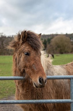 Esmer, dayanıklı ve ayık olmayan bir at.)
