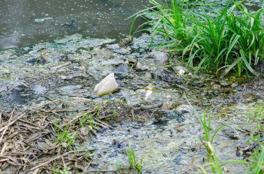 Nehirdeki çöp ve küçük bitkilere yakın çekim. Çevre kirliliği kavramı