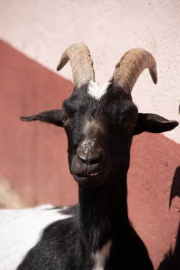 Siyah-beyaz bir Will 'in dikey yakın çekimi.