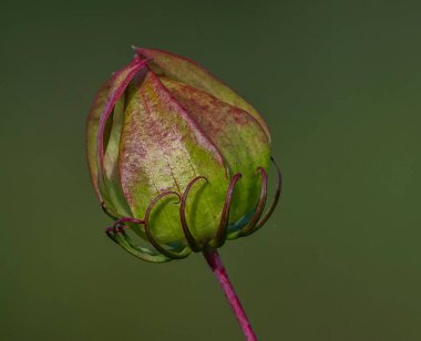 Kapalı bir çiçek düğmesine yakın çekim