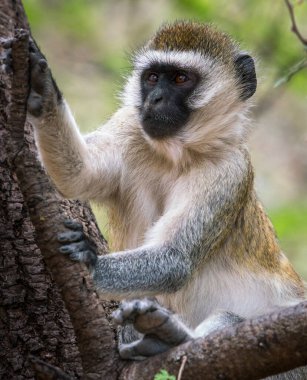 Tarangire Ulusal Parkı, Tanzanya, Afrika 'da bir vervet maymunu (klorocebus pygerythrus)