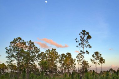 Güzel bir manzara, yemyeşil doğayla birlikte, günbatımı gökyüzünün altında ay ile birlikte.