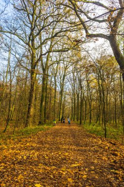 Debinski ormanında ağaçların yanında yürüyen bir ailenin yakın çekimi.