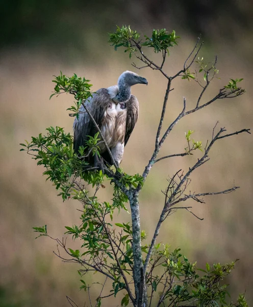 Adult White Headed Vulture Perching Tree — Stock Photo, Image