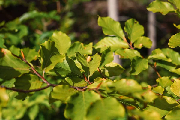 在阳光下美丽的绿叶生长的选择性聚焦镜头 — 图库照片