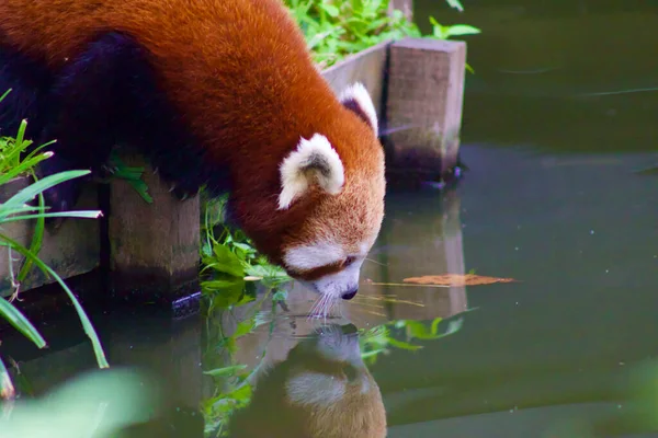 Egy Vörös Panda Ivóvíz Egy Tóból Saját Tükörképét Látja — Stock Fotó