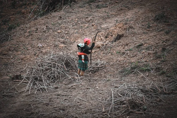 Hmong Hill Kabilesinden Bir Kadın Sırtında Bebek Taşırken Odun Topluyor — Stok fotoğraf