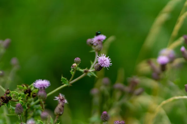 Grund Fokus Humla Samla Pollen Sitter Den Lila Blomman Trädgården — Stockfoto