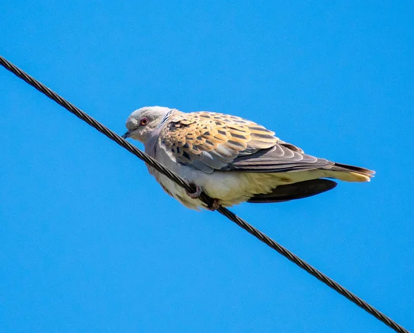 Primer Plano Pájaro Paloma Tortuga Europea Tourterelle Des Bois Posado — Foto de Stock