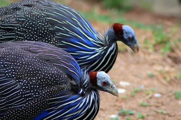 Een Close Shot Van Vulturine Guineafuil Vogels — Stockfoto