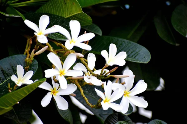 Closeup Beautiful Fresh Bunches White Plumeria Flowers — Stock Photo, Image