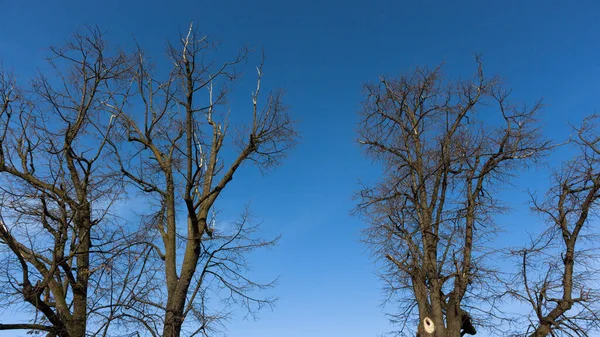 Een Prachtig Landschap Van Bladloze Takken Van Bomen Tegen Een — Stockfoto