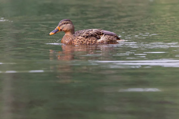 Eine Nahaufnahme Einer Niedlichen Ente Die Einem Teich Schwimmt — Stockfoto