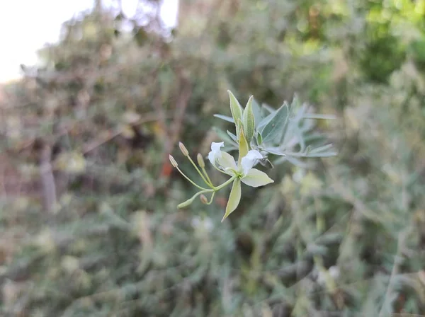 閉会式 Short Kalo Katakiyo Ayurvedic Medicine Plant Fruits Leave — ストック写真