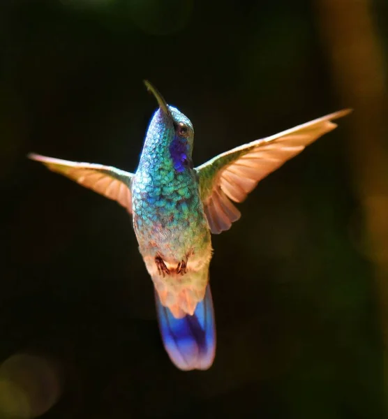Krásný Kolibřík Letící Mezi Stromy — Stock fotografie