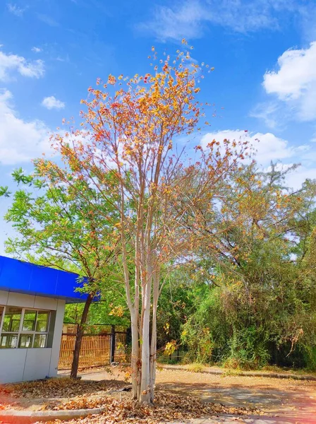 Güzel Bir Ficus Religiosa Ağacı Meyvesi Git — Stok fotoğraf